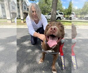 American Pit Bull Terrier-Unknown Mix Dogs for adoption in St. Augustine, FL, USA