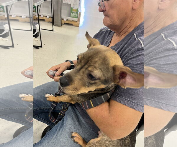 Medium Photo #2 Chipin Puppy For Sale in Pipe Creek, TX, USA