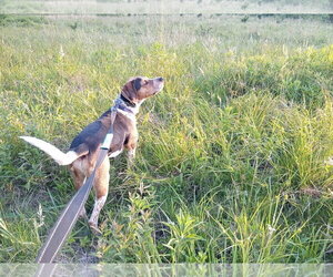 Dewey Sponsored! - Male Bluetick Coonhound Dog for Adoption - Photo #2