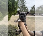 Small #2 French Bulldog