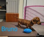 Small #1 Dachshund