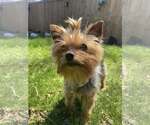 Small #1 Mutt