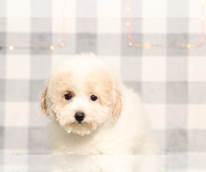 Bichon Frise Puppy for sale in MARIETTA, GA, USA