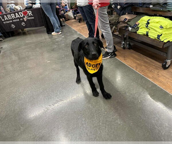 Medium Photo #5 Labrador Retriever-Unknown Mix Puppy For Sale in Clovis, CA, USA