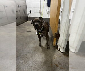 Mutt Dogs for adoption in Forestville, MD, USA