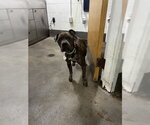 *ELIAS - Male Mutt Dog for Adoption - Small photo