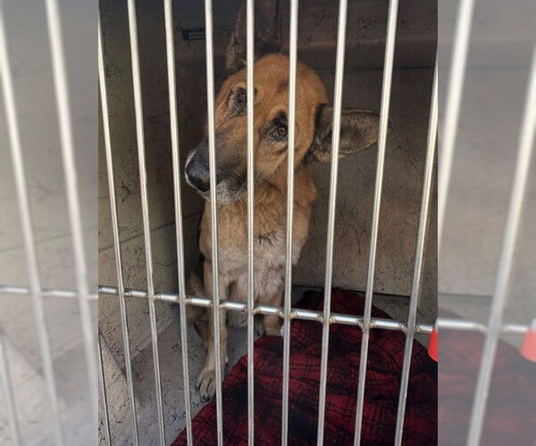 Medium Photo #1 German Shepherd Dog Puppy For Sale in Louisville, KY, USA