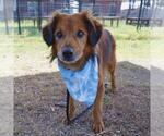 Small Cocker Spaniel Mix