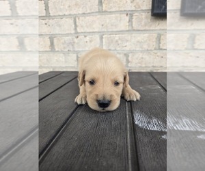 Golden Retriever Puppy for sale in WILLIAMSTOWN, KY, USA
