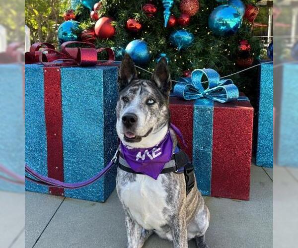 Medium Photo #1 Siberian Husky-Unknown Mix Puppy For Sale in Camarillo, CA, USA