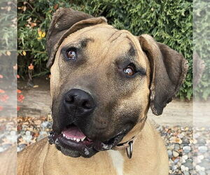 Labrador Retriever Dogs for adoption in Albuquerque, NM, USA