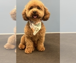 Father of the Poodle (Toy) puppies born on 03/01/2025
