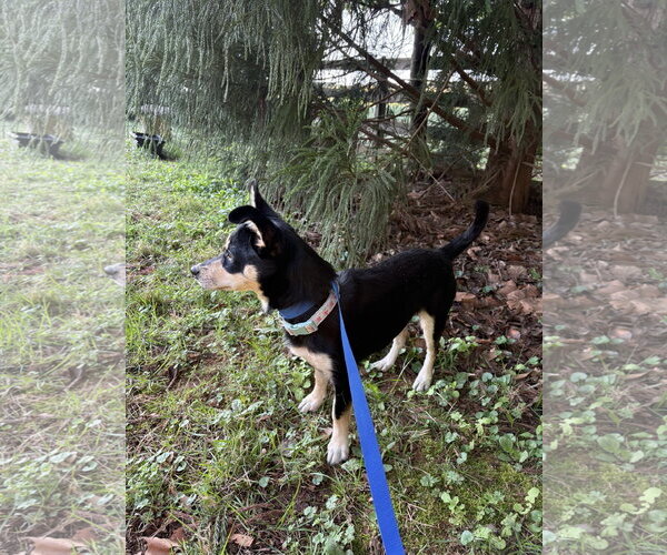 Medium Photo #1 Chihuahua-Unknown Mix Puppy For Sale in Ball Ground, GA, USA