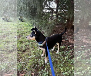 Chihuahua-Unknown Mix Dogs for adoption in Ball Ground, GA, USA