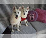 Small Photo #2 Pomsky Puppy For Sale in BRIDGEPORT, CT, USA