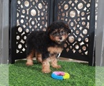 Small #3 Aussie-Poo