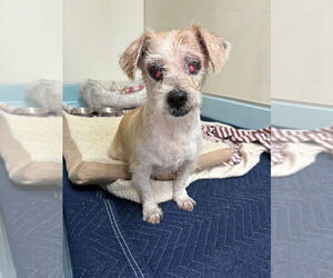 Shih Tzu-Unknown Mix Dogs for adoption in Caldwell, NJ, USA