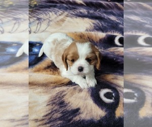 Cavalier King Charles Spaniel Puppy for sale in BEGGS, OK, USA