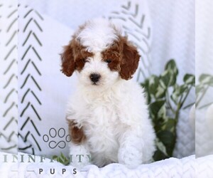 Cavapoo (Miniature) Puppy for sale in ELIZABETHTOWN, PA, USA