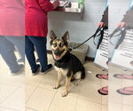 BEAUTY - Female German Shepherd Dog-Unknown Mix Dog for Adoption - Small photo