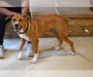 Scout - Male Mutt Dog for Adoption - Photo #3