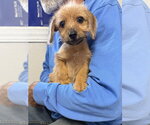 Morty - Male Dachshund-Unknown Mix Dog for Adoption - Small photo