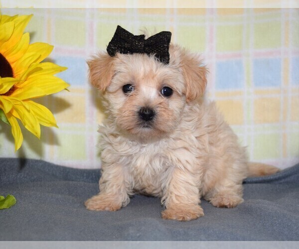 Medium Photo #3 Morkie Puppy For Sale in BARNESVILLE, KS, USA