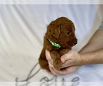 Small #2 Goldendoodle