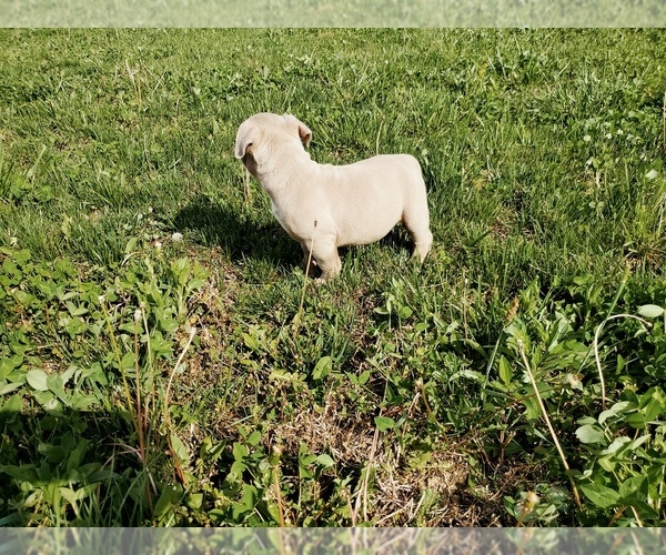 Medium Photo #5 American Bully Puppy For Sale in WEST MILTON, OH, USA