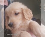 Small Photo #14 Golden Retriever Puppy For Sale in BATH, NY, USA