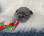 Small Photo #3 French Bulldog Puppy For Sale in SOMERS, MT, USA