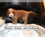 Small #2 Cockapoo (Miniature)