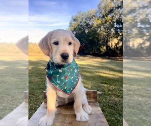 Labradoodle Puppy for sale in SAINT SIMONS ISLAND, GA, USA