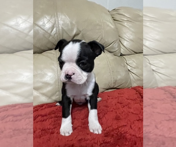 Medium Photo #1 Boston Terrier Puppy For Sale in CHARLOTTESVILLE, VA, USA