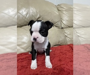 Boston Terrier Puppy for sale in CHARLOTTESVILLE, VA, USA