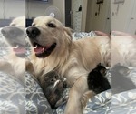 Small Photo #1 Goldendoodle Puppy For Sale in COCOA, FL, USA