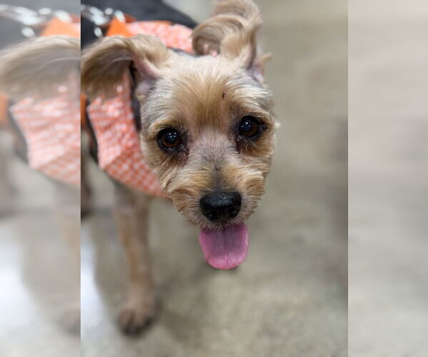 Medium Photo #1 Mutt Puppy For Sale in Wheaton, IL, USA