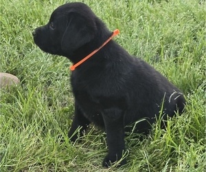 Labrador Retriever Puppy for sale in WESTFIELD, NC, USA