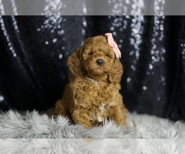 Medium Photo #113 Goldendoodle (Miniature) Puppy For Sale in WARSAW, IN, USA