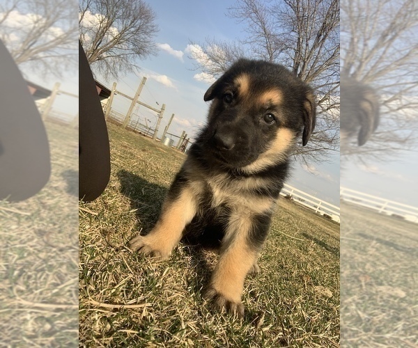 Medium Photo #3 German Shepherd Dog Puppy For Sale in HANNA CITY, IL, USA
