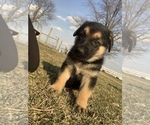 Small Photo #3 German Shepherd Dog Puppy For Sale in HANNA CITY, IL, USA