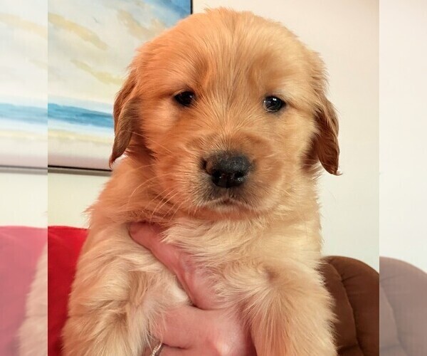 Medium Photo #1 Golden Retriever Puppy For Sale in GRIFFIN, GA, USA