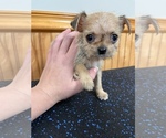 Small Photo #6 ShiChi Puppy For Sale in SAINT AUGUSTINE, FL, USA