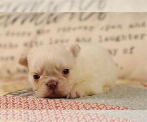 French Bulldog Puppy for sale in PEMBROKE PINES, FL, USA