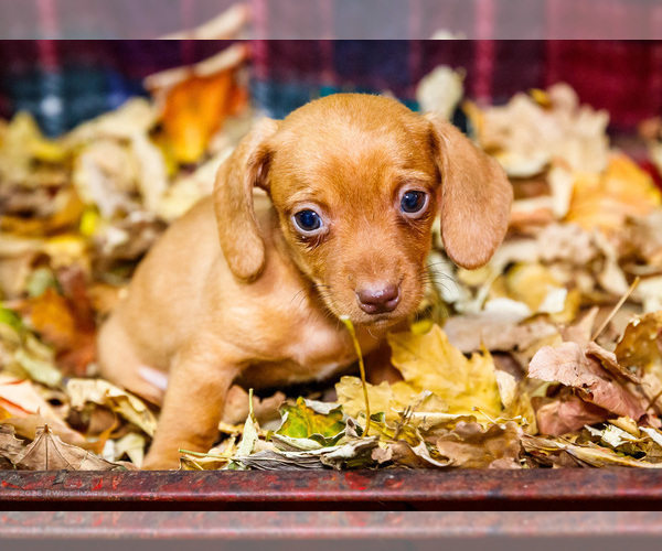 Medium Photo #56 Dachshund Puppy For Sale in WAKARUSA, IN, USA