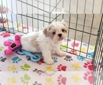 Small #9 Shih Tzu