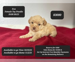 Poodle (Toy) Puppy for sale in TUCSON, AZ, USA
