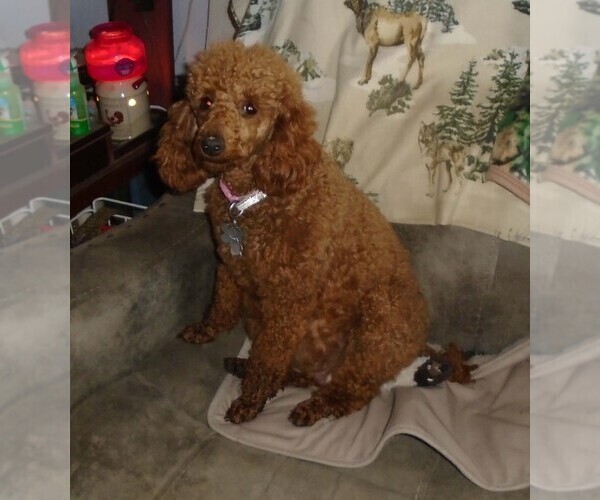 Medium Photo #2 Poodle (Standard) Puppy For Sale in CLATSKANIE, OR, USA