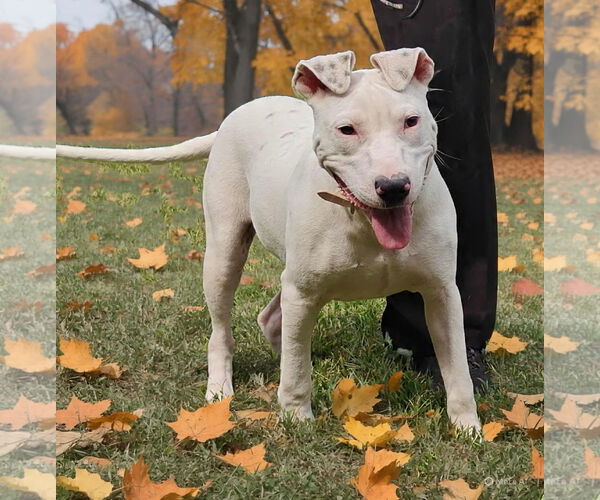 Medium Photo #3 American Pit Bull Terrier-Unknown Mix Puppy For Sale in Talladega, AL, USA