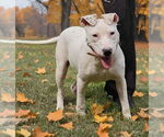 Small #2 American Pit Bull Terrier Mix
